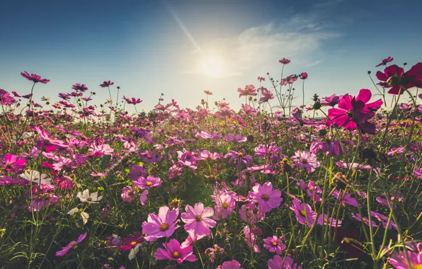 Поле, лето, цветы, summer, розовые, field, pink, flowers