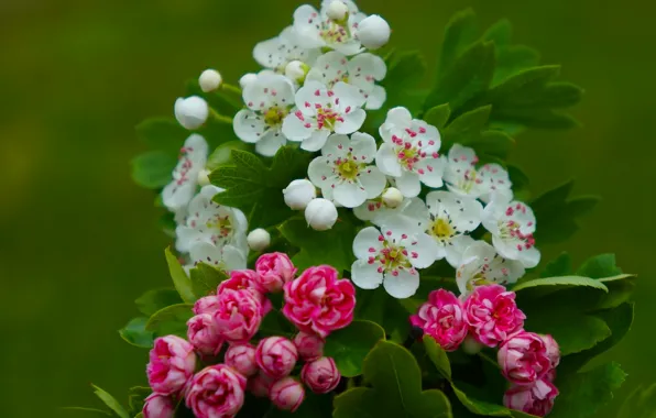 Flower, color, twig, blooming