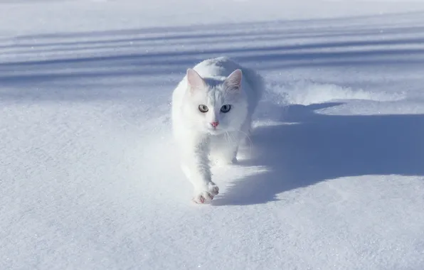 Зима, кошка, белый, кот, свет, снег, поза, лапа