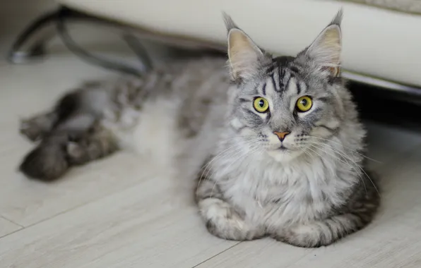 Картинка кошка, кот, серый, доски, лежит, Мейн-кун