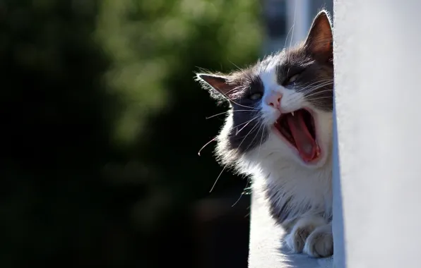 Кошка, кот, зевает, зевок