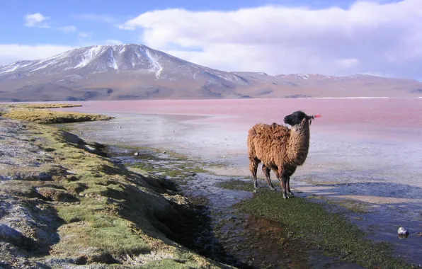 Горы, лама, Bolivia, lama en la laguna