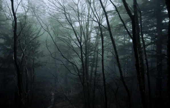 Картинка лес, деревья, природа, туман, Япония, Japan, North Yatsugatake mountains