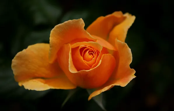 Картинка Макро, Боке, Bokeh, Macro, Yellow rose, Жёлтая роза