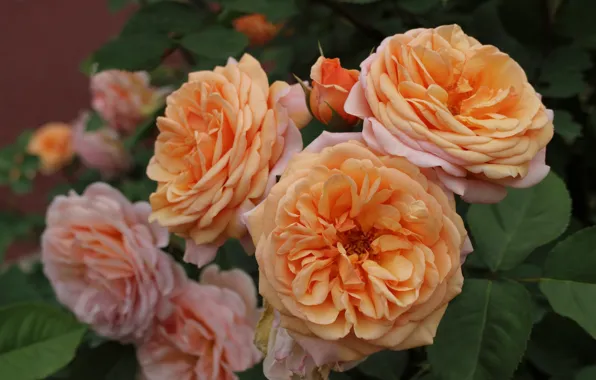 Макро, розы, лепестки, бутоны