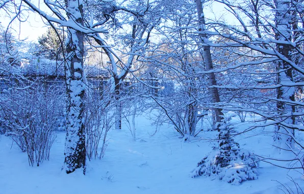 Trees, park, winter, snow