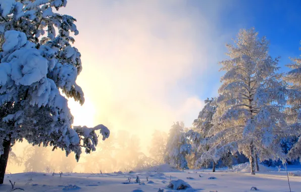 Картинка зима, солнце, снег, деревья, природа, туман, фото, кусты