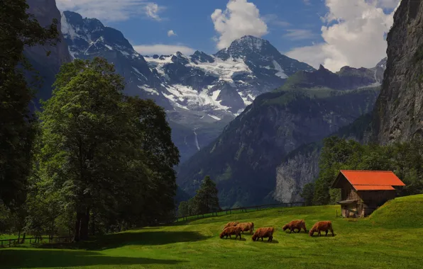 Summer, grass, trees, mountains, Alps, barn, cows
