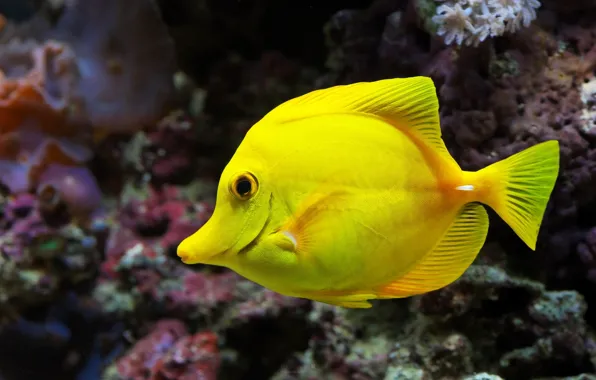 Yellow, animal, fish
