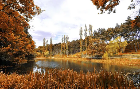 Пейзаж, Dublin, Phoenix park