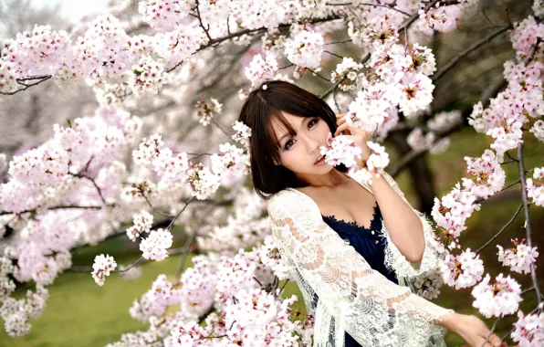 Картинка взгляд, девушка, сакура, восточная