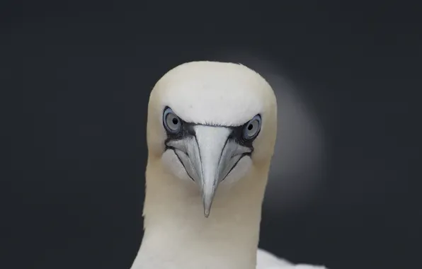 Bird, eyes, wildlife, gannet
