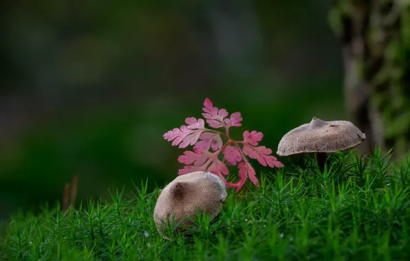 Осень, макро, грибы, мох, листик