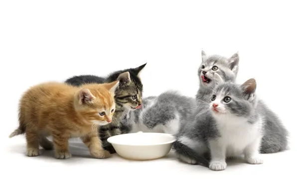 Язык, кошки, котенок, еда, рыжий, котята, белый фон, миска