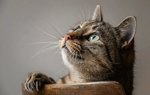 Кошка, кот, взгляд, поза, серый, портрет, стул, серый фон