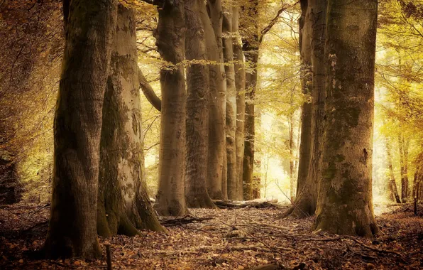 Осень, лес, природа