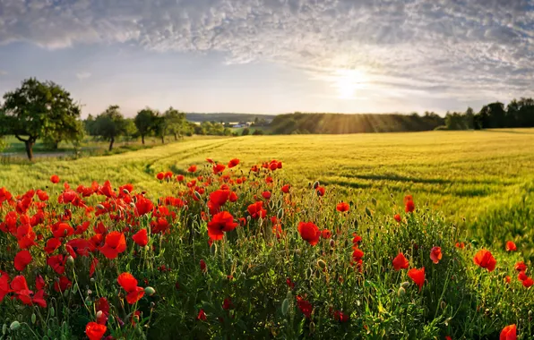 Картинка Бавария, Bayern, маковое поле, poppy field, Монфельдер-Адельшлаг, Mohnfelder Adelschlag