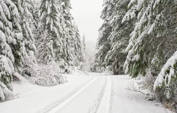 Зима, дорога, лес, снег, деревья, ели, Washington, штат Вашингтон