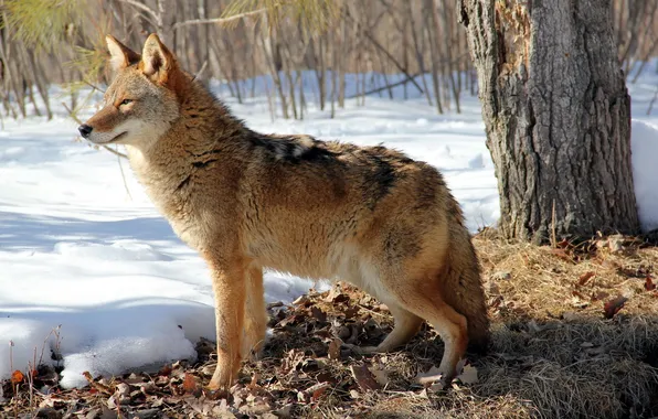 Картинка зима, лес, Coyote