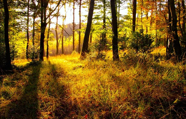 Картинка осень, лес, трава, природа, яркость