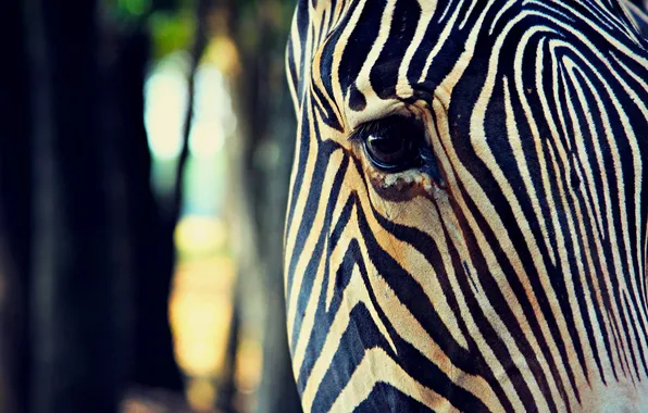 Animal, black and white, eye, zebra, structure