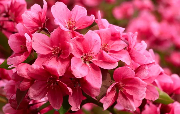 Flower, pink, spring