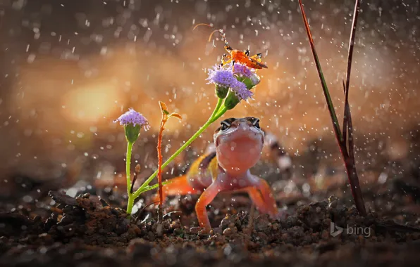 Картинка цветок, капли, дождь, растение, ящерица, Индонезия, насекомое, гекон