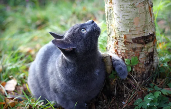 Картинка кошка, трава, дерево, земля, ствол