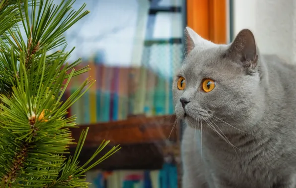 Кошка, кот, взгляд, стекло, ветки, поза, серый, мордашка