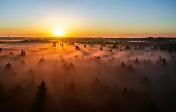 Lietuva, saulėlydis, rūkas, miškas