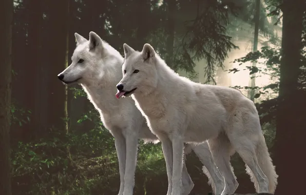 Nature, snow, predator, face, animal, wolf, wolves, wildlife