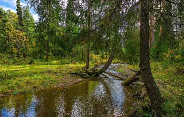 Картинка лес, трава, деревья, пейзаж, природа, река, растения, отражения в воде