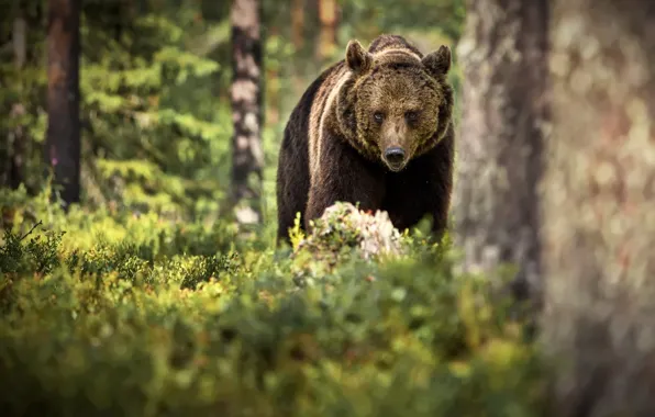 Картинка лес, деревья, природа, животное, хищник, медведь, бурый, Александр Перов