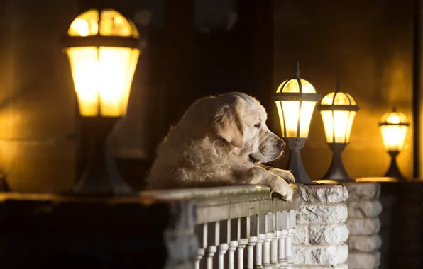 Картинка собака, фонари, пёс, Андрей Ершов