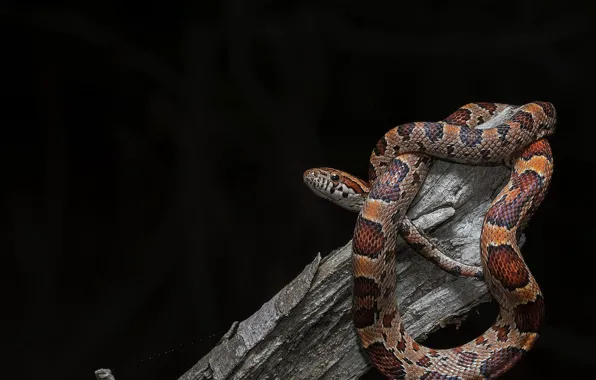 Картинка фон, змея, Pantherophis guttata, Baby Corn Snake