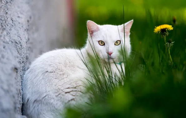 Кошка, белый, трава, кот, фон, одуванчик, белая