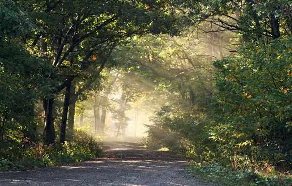 Картинка дорога, лес, свет, природа