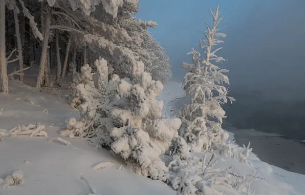 Картинка зима, снег, деревья, пейзаж, природа, река, мороз, Енисей