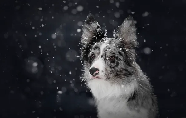 Картинка зима, снег, темный фон, собака, снегопад, боке, бордер-колли