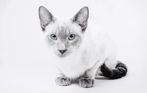 Кошка, взгляд, фон, портрет, голубые глаза, монохром, Тайская кошка