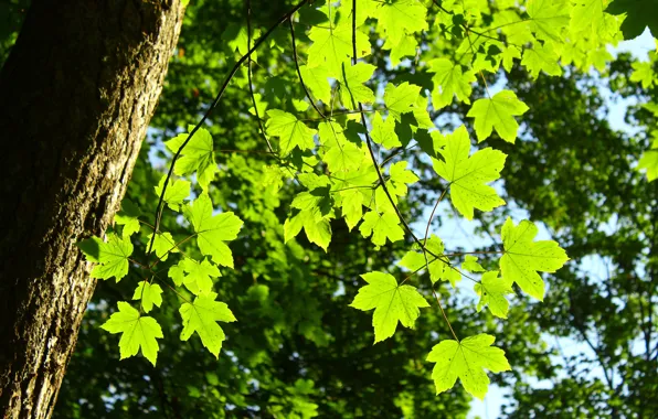 Forest, park, tree, leaf