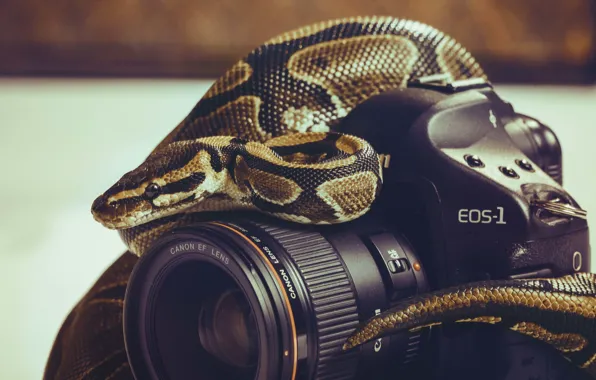 Змея, фотоаппарат, объектив