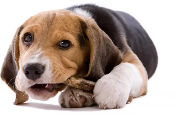 Game, dog, mood, Animals
