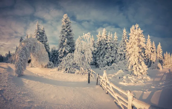 Картинка зима, лес, снег, деревья, забор, ели, изгородь