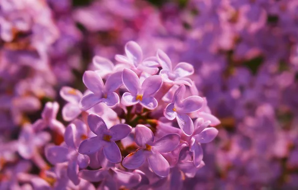 Spring, lilac, blooming