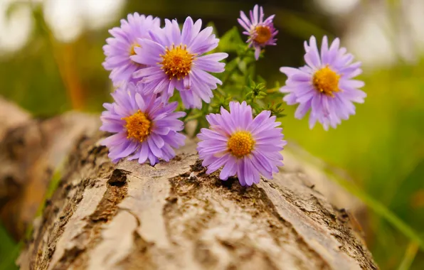 Flower, blooming, aster