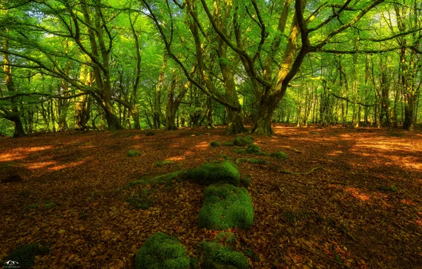 Картинка green, grass, trees, rocks, leafs, moss, Forest