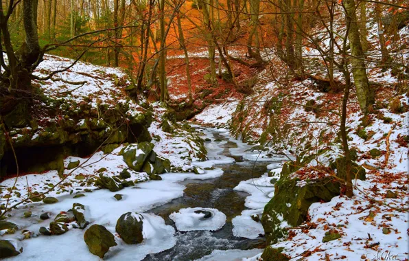 Картинка Зима, Снег, Лес, Winter, Snow, Forest
