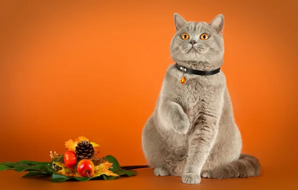 Кошка, кот, поза, ошейник, оранжевый фон, шишка, сидит, британская