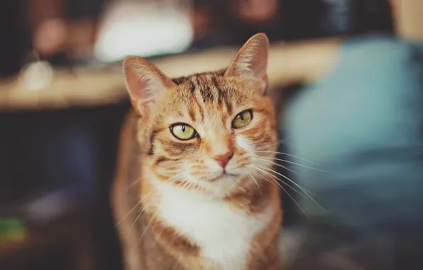 Картинка кошка, кот, взгляд, позирование, серо-рыжий